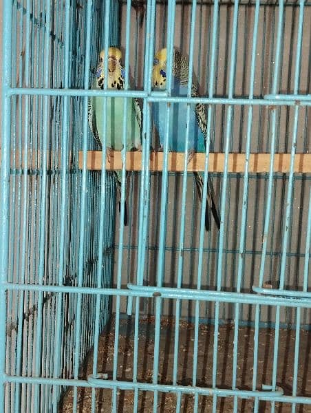 king size budgies for sale 8