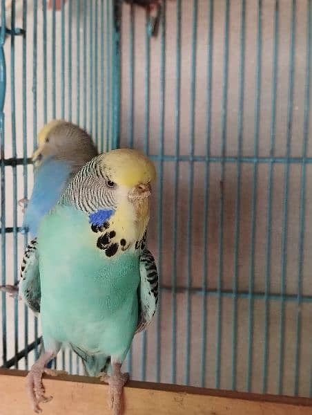king size budgies for sale 10