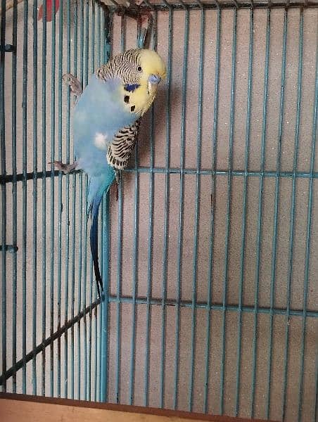 king size budgies for sale 11