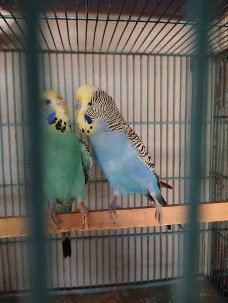 king size budgies for sale 12