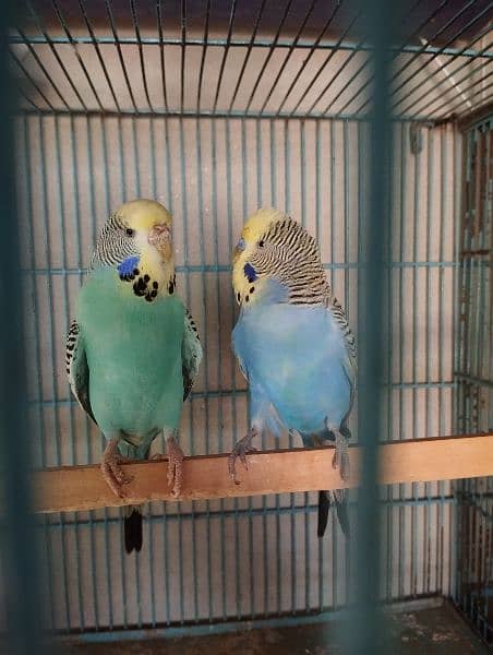 king size budgies for sale 13
