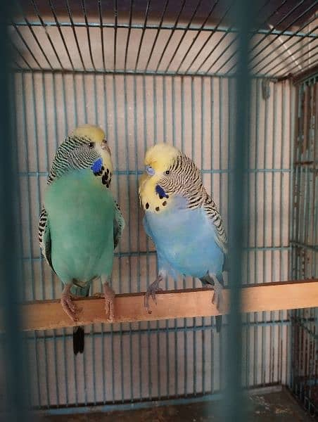 king size budgies for sale 14