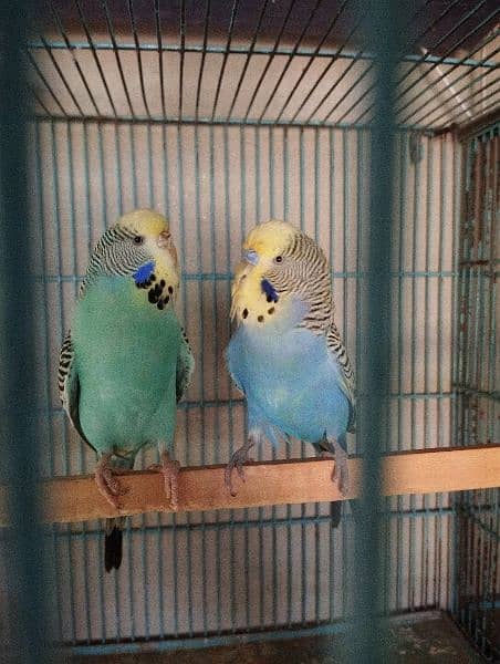 king size budgies for sale 15