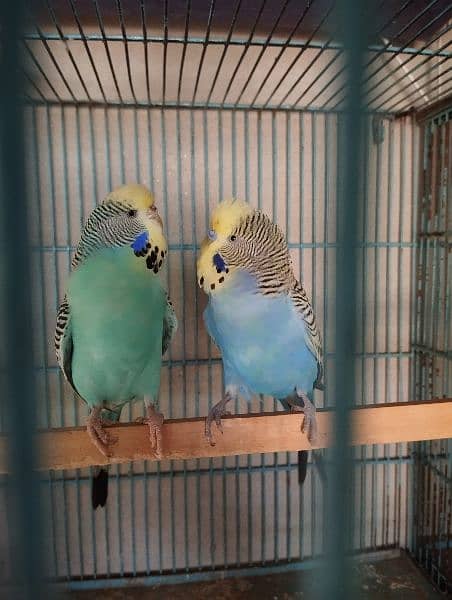 king size budgies for sale 17