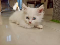 White Persian Male kitten