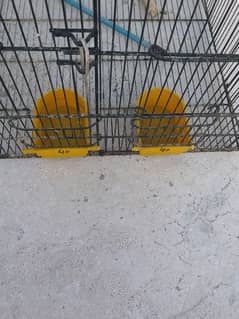 cookateil cage in good. condition