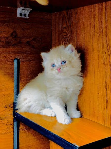 Persian / Kitten / Triple coat / Cute Cats / Fluffy Cat / small kitte 10