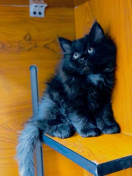 Persian / Kitten / Triple coat / Cute Cats / Fluffy Cat / small kitte 12
