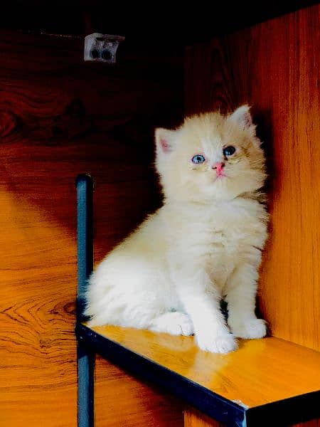Persian / Kitten / Triple coat / Cute Cats / Fluffy Cat / small kitte 14