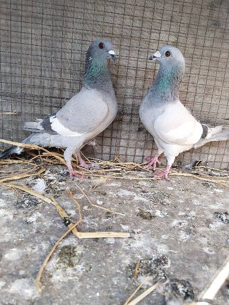pigeon nelly gandydar pair 1