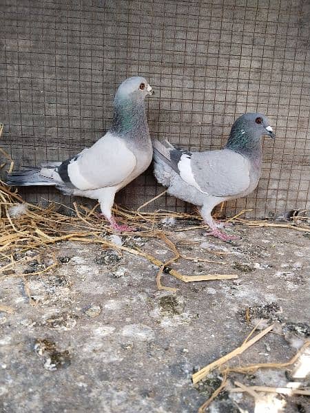 pigeon nelly gandydar pair 2