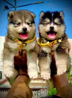 Siberian husky puppies available for sale