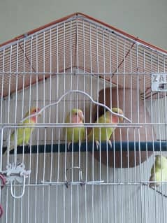 Lovebird for urgent sale