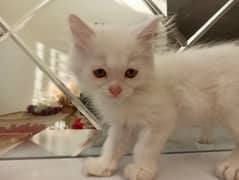 Persian White Male Kitten