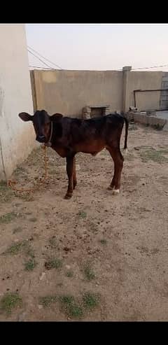 cow for sale in Islamabad