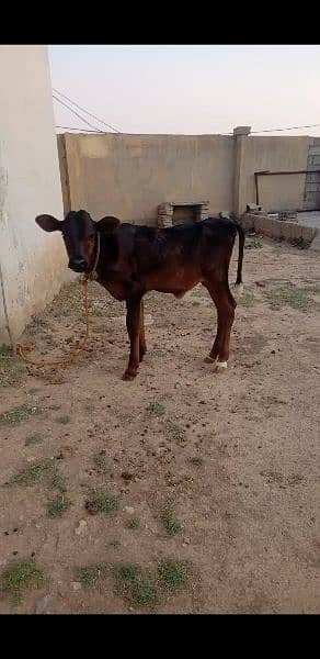 cow for sale in Islamabad 0