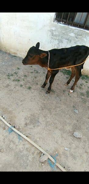 cow for sale in Islamabad 1