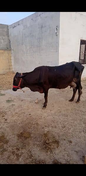 cow for sale in Islamabad 2
