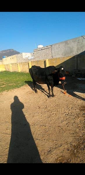 cow for sale in Islamabad 3