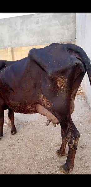 cow for sale in Islamabad 4