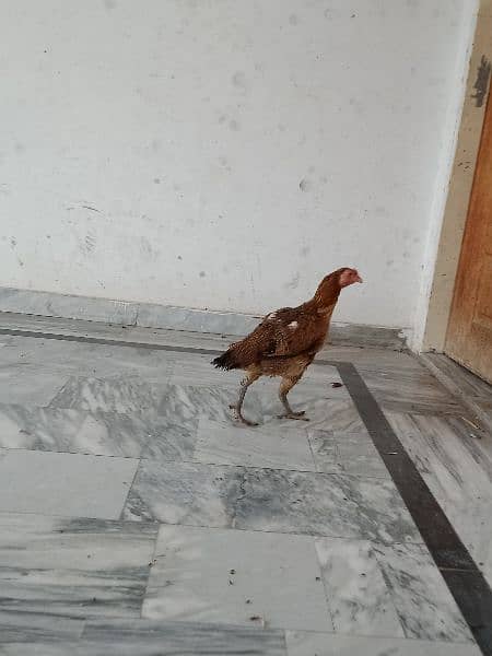 Aseal female egg  laying hen 4