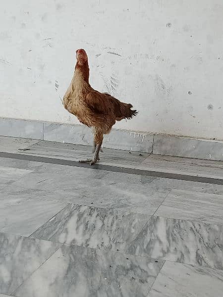 Aseal female egg  laying hen 1