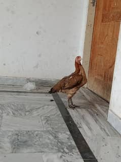 Aseal female egg  laying hen