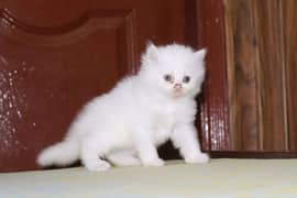 Fluffy Persian Kitten White | Female  | Tripple Coat