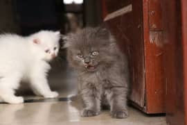 Fluffy Persian Kitten Grey White | Female semi punch | Healthy Active