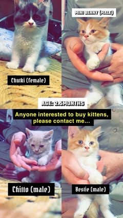 Persian kittens for sale