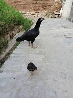 Hen with chick For sale