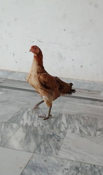 Aseal female egg  laying hen 2