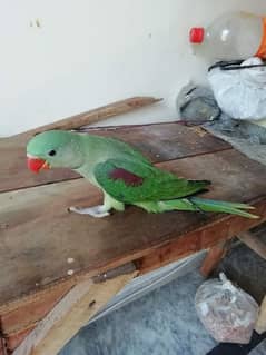 Raw kashmari jamboo size parrot fully healty and active