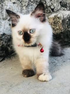 Himalayan  cat  2 month age