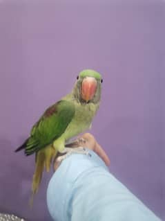 kashmiri raw parrot hand tam