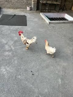 golden hen pair