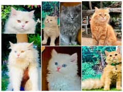 Persian Punch face triple coat cat Kitten