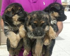 Extreme quality GSD puppies for sale