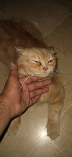 percian cat (male)