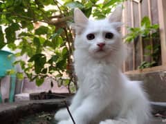 Persian cat triple coated