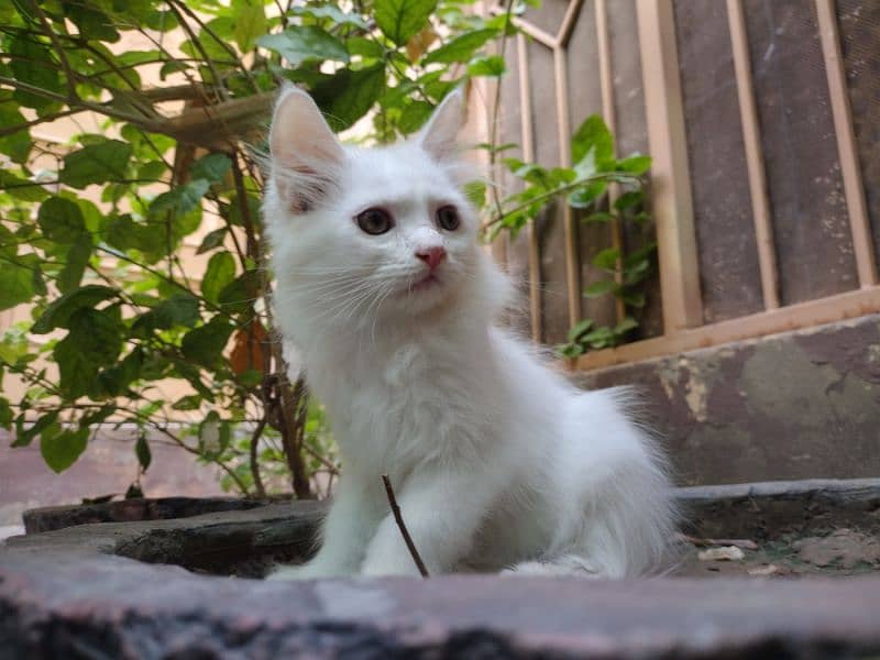 Persian cat triple coated 2