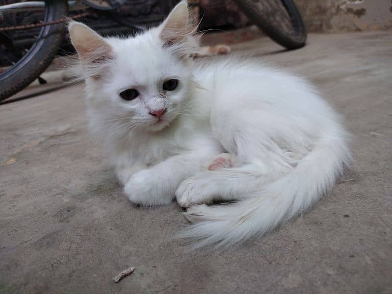 Persian cat triple coated 6