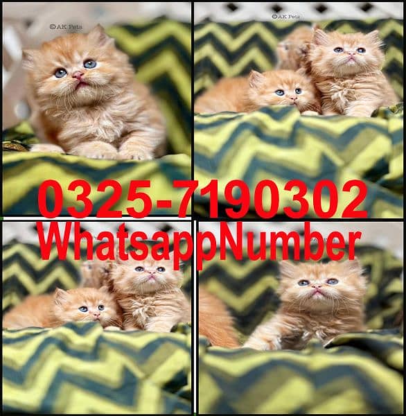 Persian kittens and cats available Whatsapp Number 03257190302 4