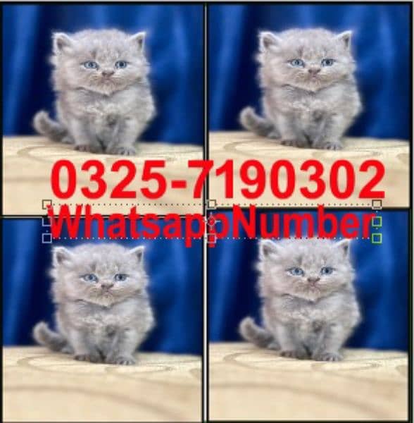Persian kittens and cats available Whatsapp Number 03257190302 5
