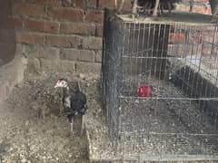 Desi hen for sale