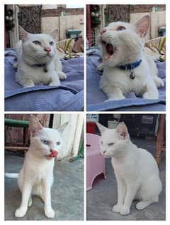 White cats (light blue eyes) pair