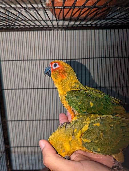 Sun conure Red factor 2