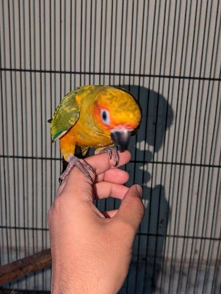 Sun conure Red factor 4