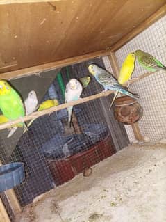 Adult Australian parrots for sale