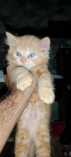 Triple coat Persian Kitten's for sale 0